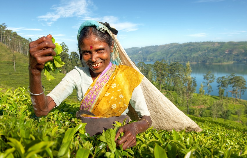 Herbata na Sri Lance