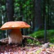 Kuchnia blisko natury: Leśne grzyby – minimum kalorii i maksimum smaku!