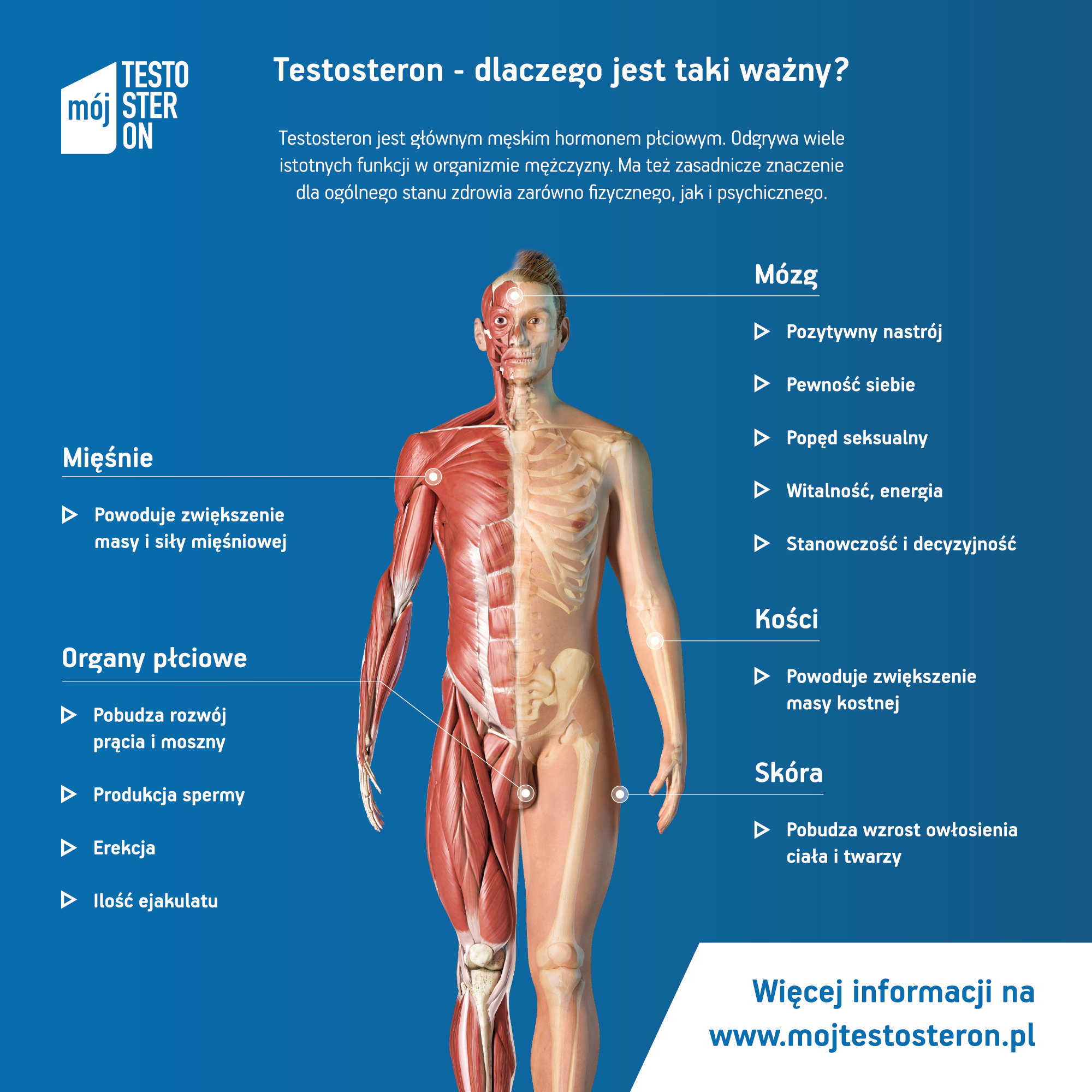 Ponad ¼ Polaków nie wie, jakie funkcje pełni testosteron