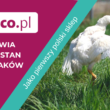 Frisco.pl w walce o godne warunki dla kurczaków brojlerów