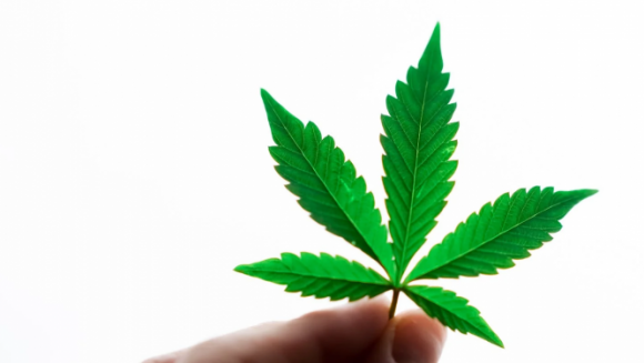 „Nie pozwól, by trawa Cię przerosła”–program CANDIS dla uzależnionych od konopi Zdrowie, LIFESTYLE - Fundacja Samsara wyciąga pomocną dłoń do wszystkich, którzy potrzebują pomocy w leczeniu uzależnienia od marihuany i innych środków konopnych.
